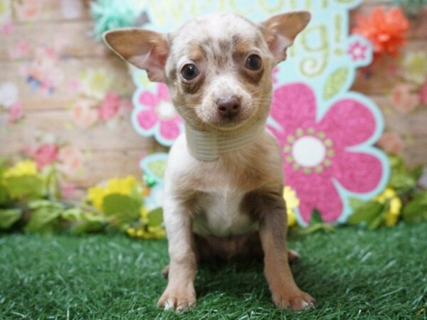 Chihuahua DOG Male Chocolate Merle 21326 Petland Racine, Wisconsin