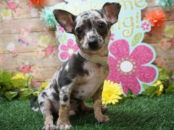 Chihuahua DOG Male Blue Merle 21325 Petland Racine, Wisconsin