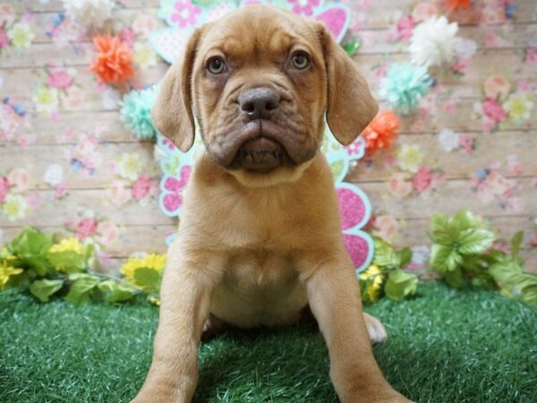 Dogue De Bordeaux-DOG-Female-RED-21342-Petland Racine, Wisconsin