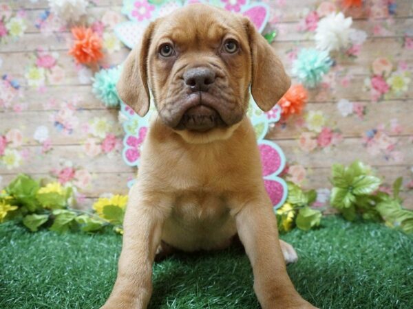 Dogue de Bordeaux DOG Female RED 21342 Petland Racine, Wisconsin