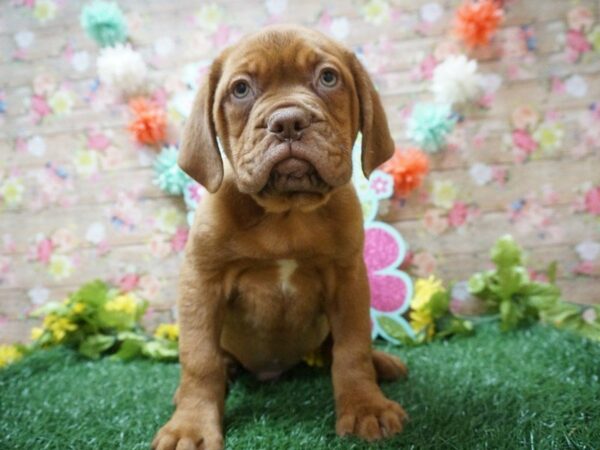 Dogue de Bordeaux DOG Male RED 21341 Petland Racine, Wisconsin