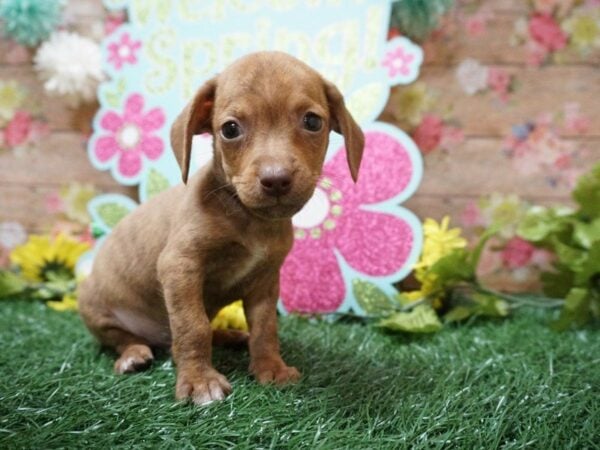 Chiweenie-DOG-Male-BRINDLE-21337-Petland Racine, Wisconsin