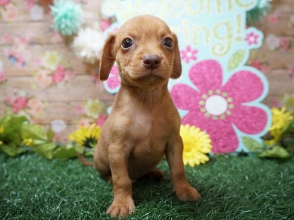 Chiweenie DOG Male RED 21336 Petland Racine, Wisconsin