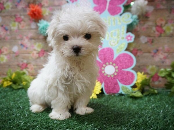 Maltese DOG Male WHITE 21334 Petland Racine, Wisconsin