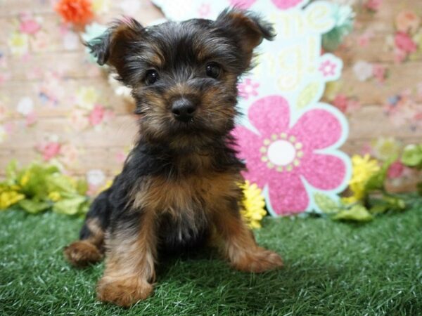 Silky Terrier-DOG-Female-BLK/TAN-21333-Petland Racine, Wisconsin