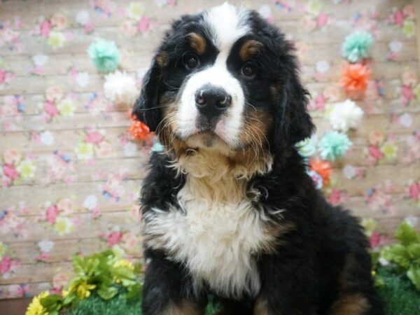 Bernese Mountain Dog DOG Male Black White / Tan 21324 Petland Racine, Wisconsin