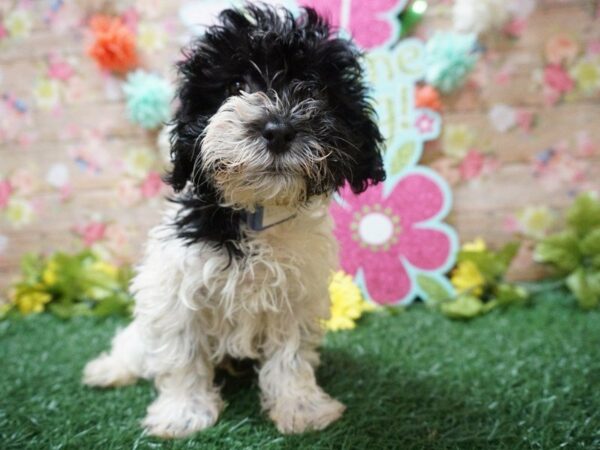 Havanese DOG Male WH/BLK 21345 Petland Racine, Wisconsin