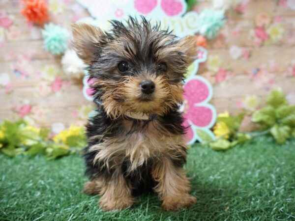 Yorkshire Terrier DOG Female BLU/GLD 21344 Petland Racine, Wisconsin