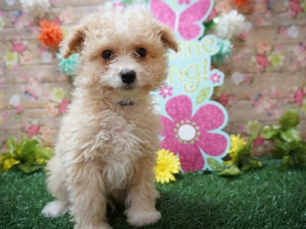 Yorkiepoo DOG Male APRICOT 21348 Petland Racine, Wisconsin