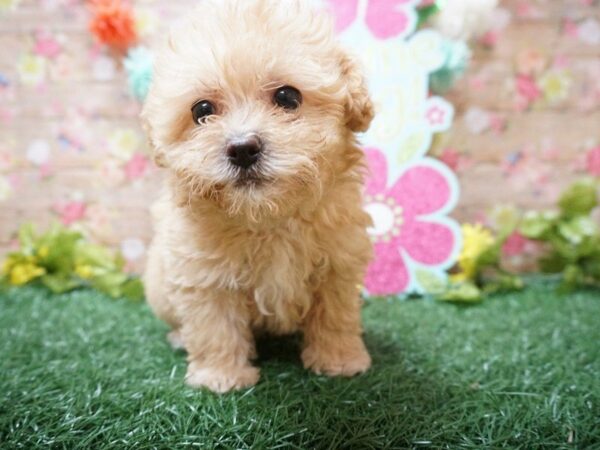 Yorkiepoo-DOG-Female-APRICOT-21349-Petland Racine, Wisconsin