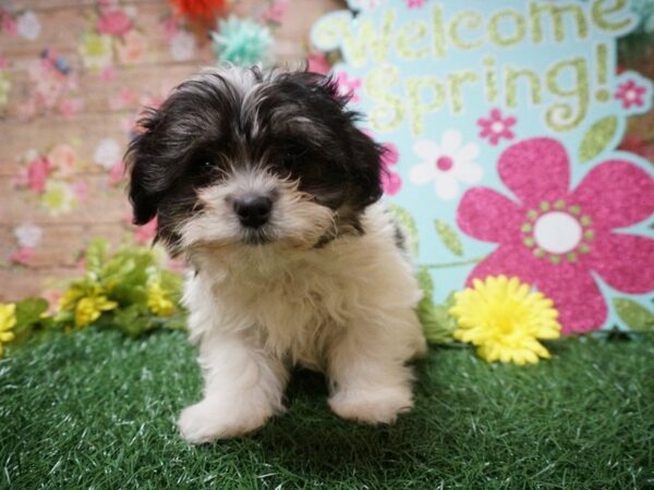 Morkie DOG Female WHT BLK PARTI 21347 Petland Racine, Wisconsin