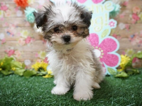 Morkie DOG Female GLD/WH PARTI 21346 Petland Racine, Wisconsin