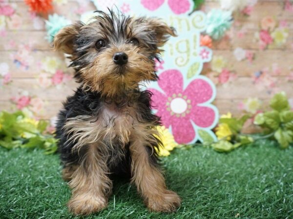 Yorkshire Terrier DOG Male BLU/GLD 21343 Petland Racine, Wisconsin