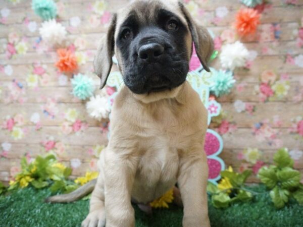 English Mastiff DOG Male FAWN BLK MASK 21339 Petland Racine, Wisconsin