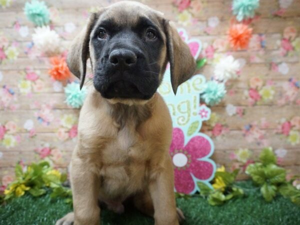 English Mastiff DOG Male FAWN BLK MASK 21340 Petland Racine, Wisconsin