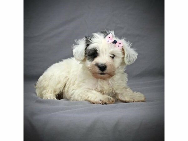 Schnoodle DOG Female White / Black 21359 Petland Racine, Wisconsin