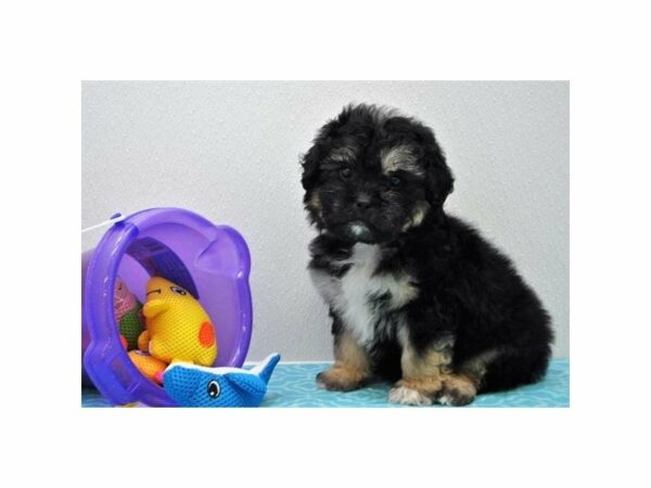 Shihpoo DOG Male Black / Tan 21362 Petland Racine, Wisconsin