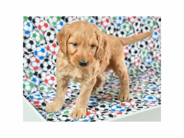 Mini Goldendoodle 2nd Gen-DOG-Male-Apricot-21376-Petland Racine, Wisconsin
