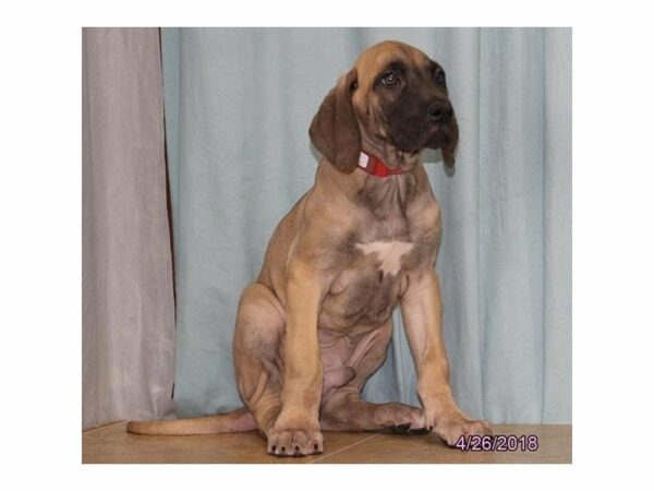 Great Dane DOG Male Fawn 21370 Petland Racine, Wisconsin