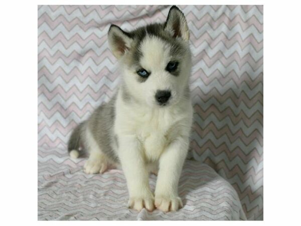 Siberian Husky DOG Female Gray / White 21375 Petland Racine, Wisconsin