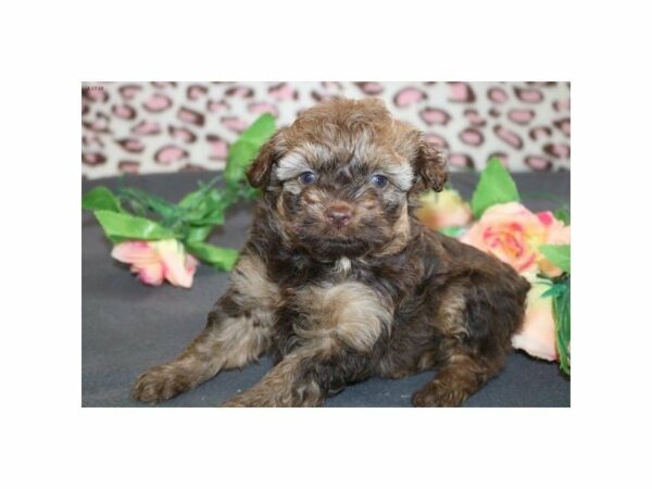 Mini Aussiedoodle DOG Female chlt 21378 Petland Racine, Wisconsin