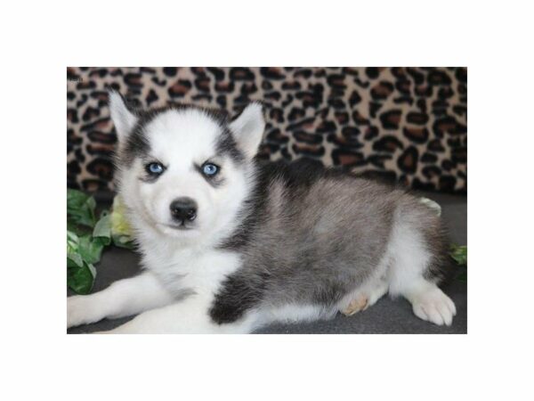 Siberian Husky DOG Male blk & wh 21373 Petland Racine, Wisconsin