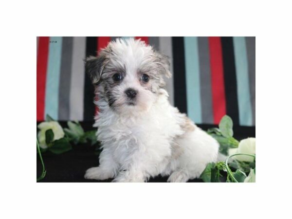 Havanese DOG Female gr & wh 21371 Petland Racine, Wisconsin