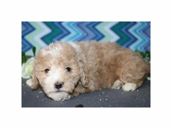 Mini Goldendoodle DOG Female cr wh mkgs 21377 Petland Racine, Wisconsin