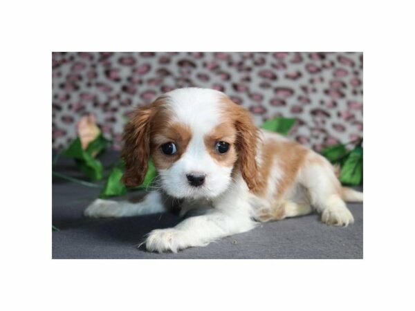 Cavalier King Charles Spaniel DOG Female bheim & wh 21374 Petland Racine, Wisconsin