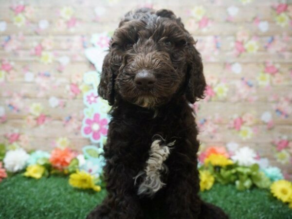 Labradoodle DOG Male CHOC 21369 Petland Racine, Wisconsin