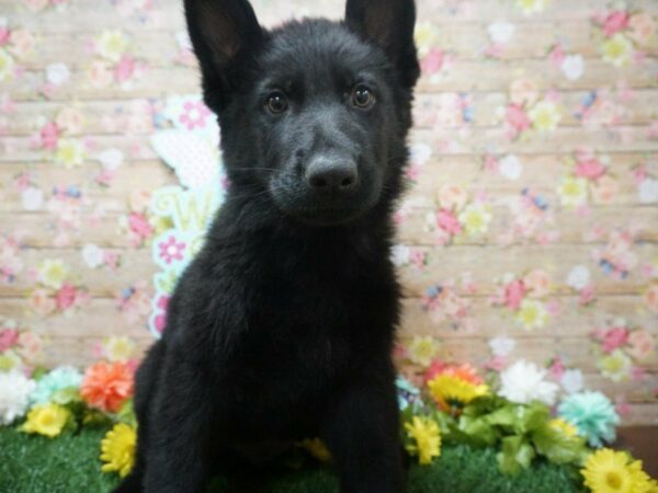 German Shepherd DOG Male BLK 21358 Petland Racine, Wisconsin