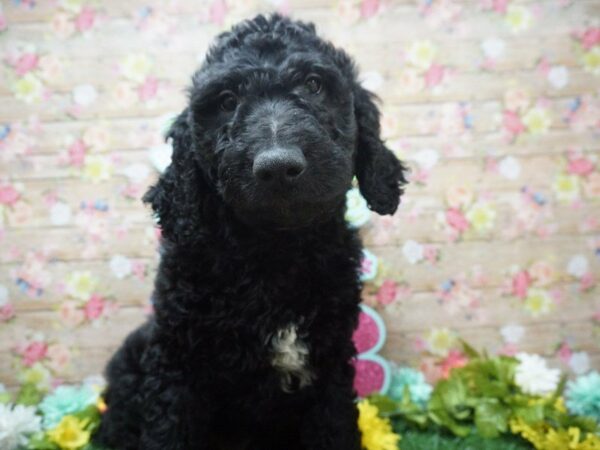 Goldendoodle DOG Male BLK 21379 Petland Racine, Wisconsin