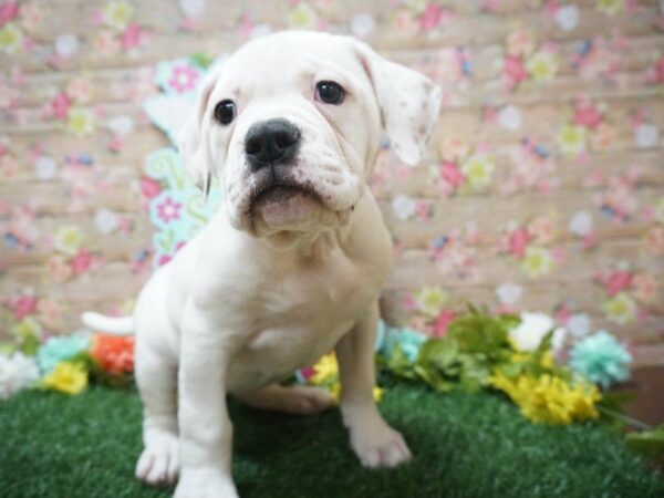 American Bulldog DOG Female RED/WH 21364 Petland Racine, Wisconsin