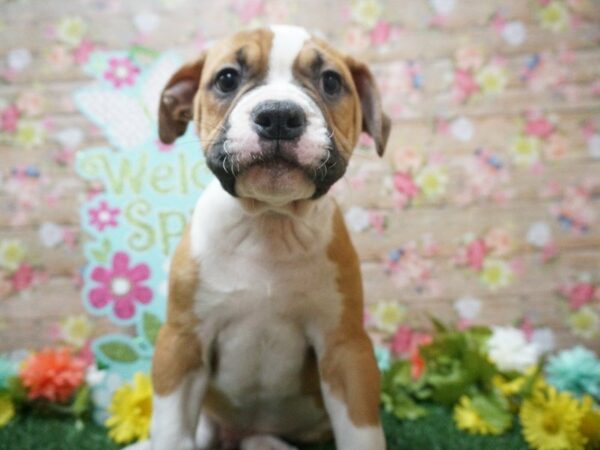 American Bulldog DOG Male RED/WH 21363 Petland Racine, Wisconsin