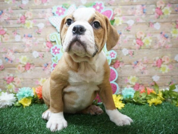 Olde Bulldog DOG Female WH 21366 Petland Racine, Wisconsin