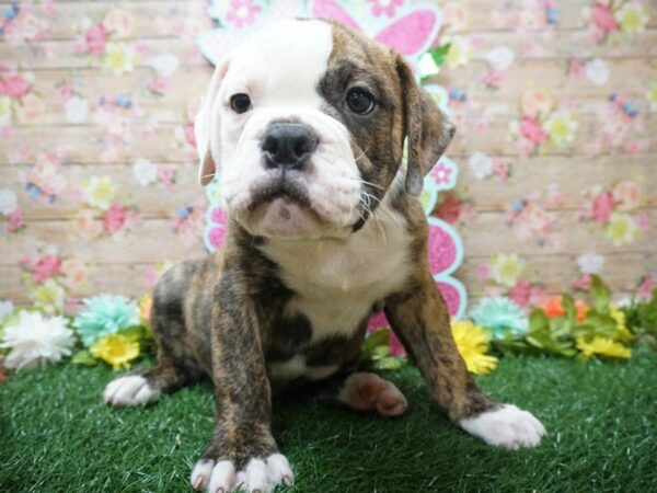 Olde Bulldog DOG Male BRINDLE/WH 21365 Petland Racine, Wisconsin