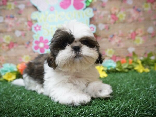 Shih Tzu DOG Male BROWN/WH 21368 Petland Racine, Wisconsin