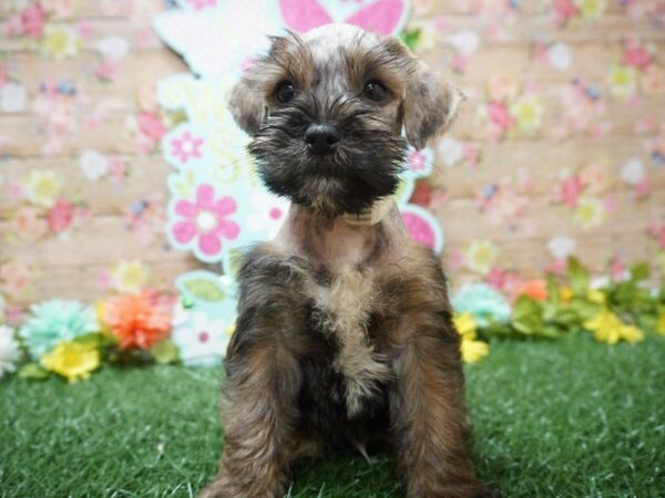 Schnoodle DOG Male DARK SABLE 21355 Petland Racine, Wisconsin