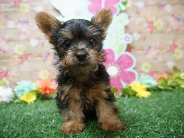 Silky Terrier DOG Male BLK/TAN 21353 Petland Racine, Wisconsin