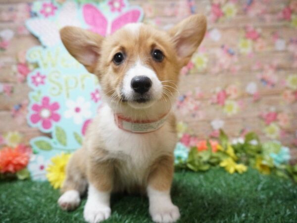 Pembroke Welsh Corgi DOG Female RD/WH 21380 Petland Racine, Wisconsin