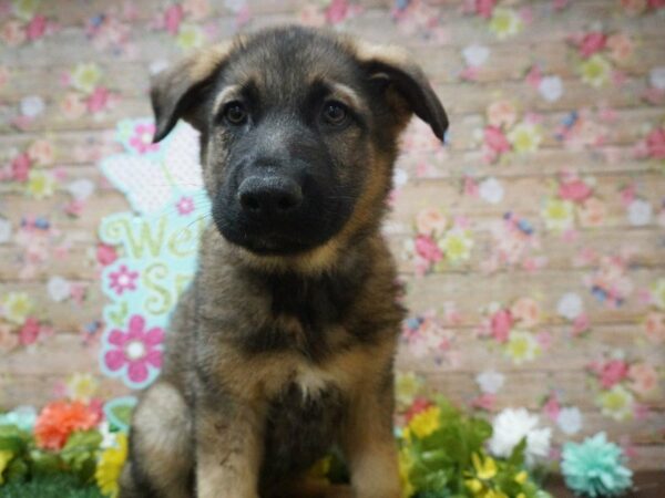 German Shepherd-DOG-Male-BLK/TAN-21357-Petland Racine, Wisconsin