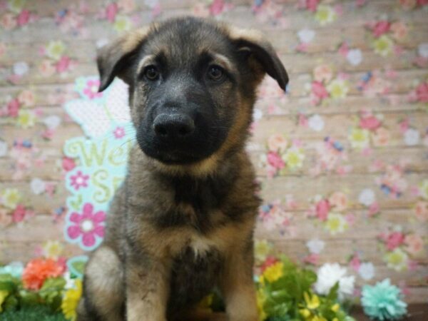 German Shepherd DOG Male BLK/TAN 21357 Petland Racine, Wisconsin