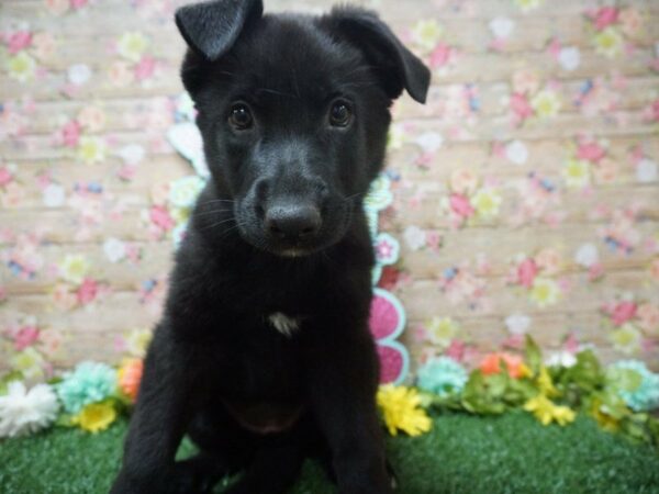 German Shepherd DOG Female BLK 21356 Petland Racine, Wisconsin