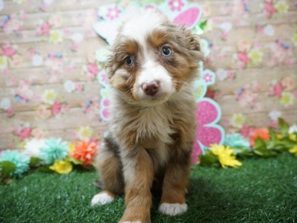 Toy Australian Shepherd DOG Male Chocolate Merle 21372 Petland Racine, Wisconsin