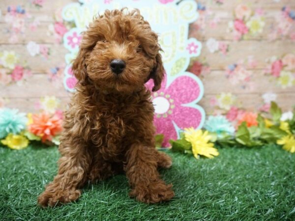 Poodle DOG Male RD 21381 Petland Racine, Wisconsin