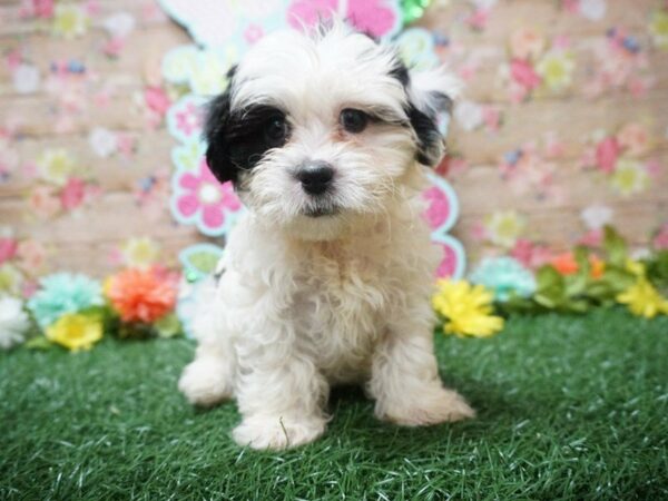 Shihpoo DOG Male 21354 Petland Racine, Wisconsin