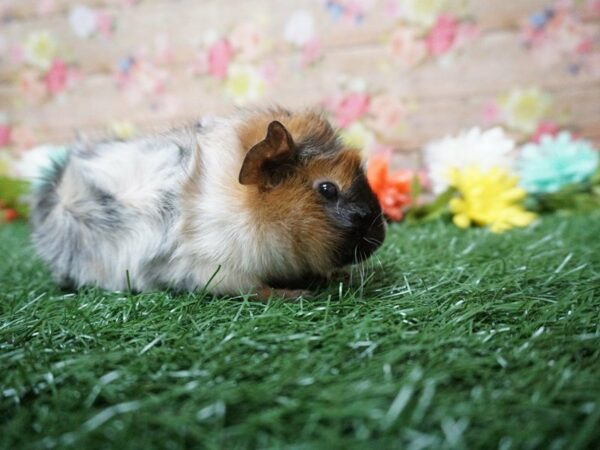 Abyssinian Guinea Pig GUINEA PIG Female 21306 Petland Racine, Wisconsin