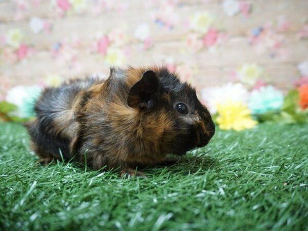 Abyssinian Guinea Pig GUINEA PIG Male 21304 Petland Racine, Wisconsin