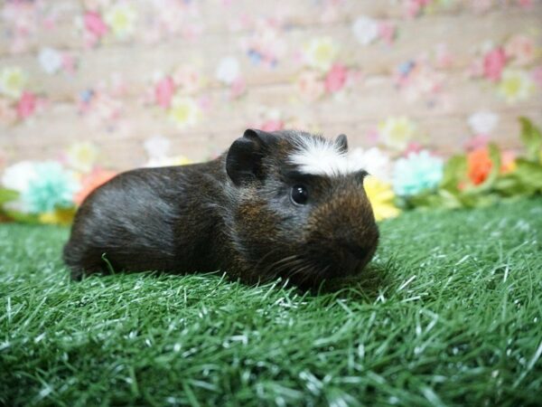 Guinea Pig-GUINEA PIG-Female--21308-Petland Racine, Wisconsin