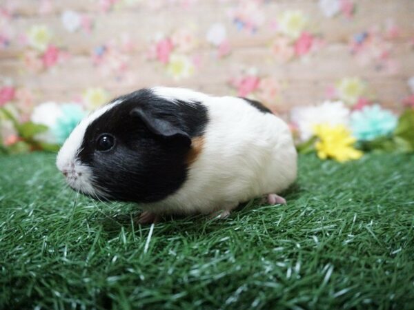 Guinea Pig-GUINEA PIG-Female--21311-Petland Racine, Wisconsin